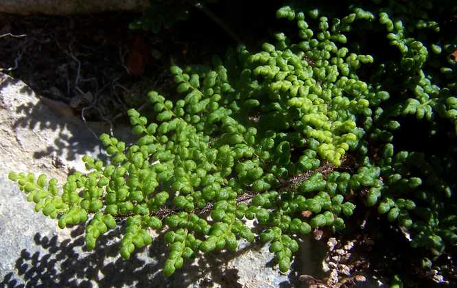 cheilanthes_acrostica_08.jpg