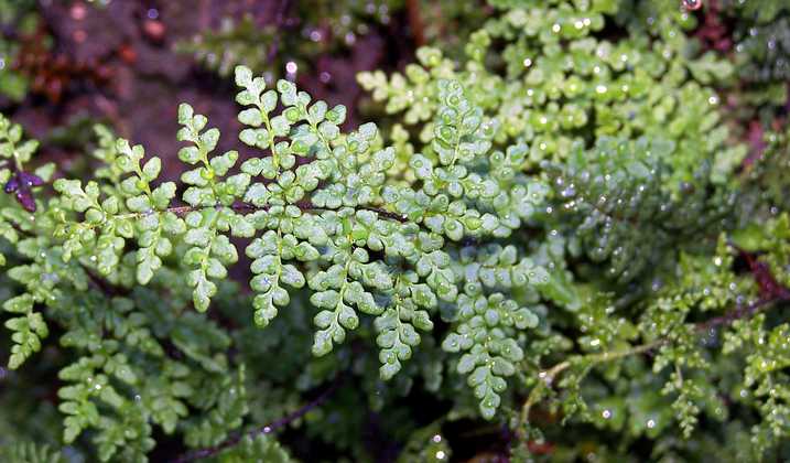 cheilanthes_acrostica_19.jpg