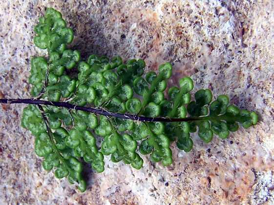 cheilanthes_acrostica_s_01.jpg
