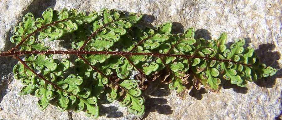 cheilanthes_acrostica_s_11.jpg