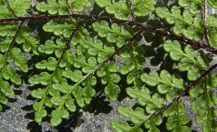 cheilanthes_acrostica_s_12.jpg