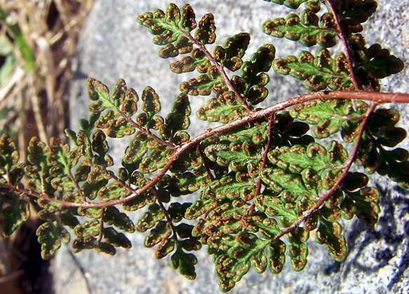 cheilanthes_acrostica_s_17.jpg