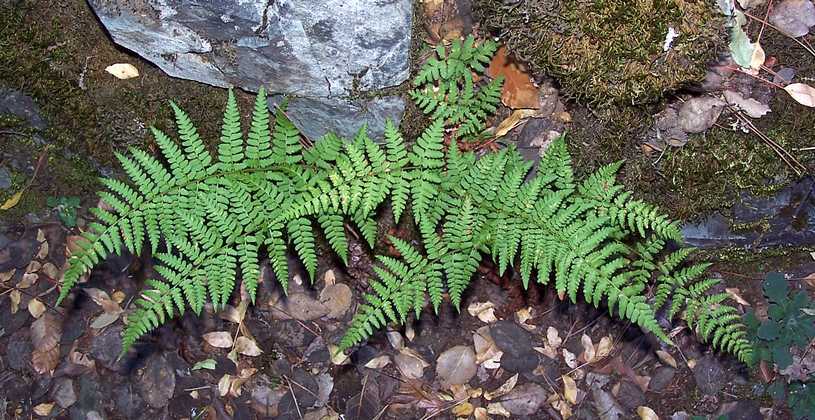 dryopteris_pallida_04.jpg