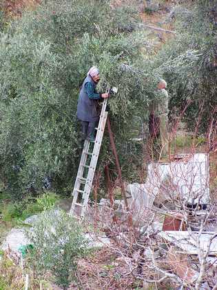 olive_harvest_01.jpg