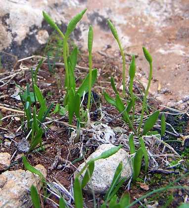 ophioglossum_lusitanicum_05.jpg