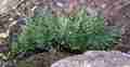 asplenium_adiantum_nigrum_02.jpg