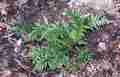 asplenium_onopteris_03.jpg
