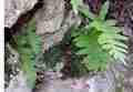 ceterach_and_polypodium_01.jpg