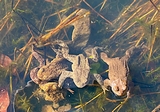 frog orgy.jpg