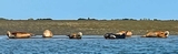 seals.jpg