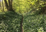 wild garlic at Buriton.jpg