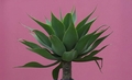 Agave attenuata #133.jpg