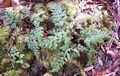 Asplenium adiantum-nigrum #085.jpg