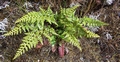 Asplenium adiantum-nigrum #116.jpg