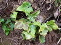 Asplenium hemionitis #092.jpg