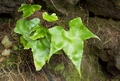 Asplenium hemionitis #175.jpg