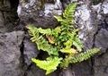 Asplenium marinum #093.jpg