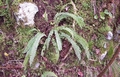 Asplenium monanthes #064.jpg