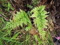 Asplenium species #084.jpg