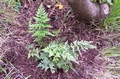 Asplenium species #132.jpg