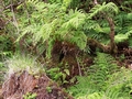 Athyrium filix-femina #076.jpg