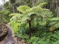 Cyathea cooperi  #170b.jpg