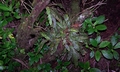 Elaphoglossum semicylindricum #147.jpg