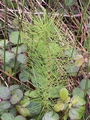 Equisetum telmateia #067.jpg