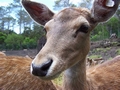 European fallow deer (Dama dama) #169.jpg