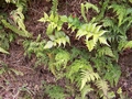 Ferns #151.jpg