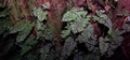 Hymenophyllum tunbrigense #145.jpg