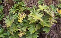 Polypodium azoricum #166.jpg