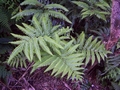 Pteris incompleta #108.jpg
