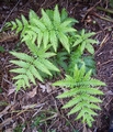 Pteris incompleta #110.jpg