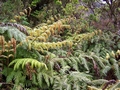 Woodwardia radicans #031.jpg