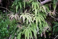 Adiantum hispidulum F01.jpg
