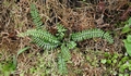 Asplenium anceps F01.jpg