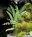 asplenium trichomanes F01.jpg
