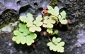 Cheilanthes sporeling F01.jpg