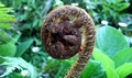Cyathea cooperi F01.jpg