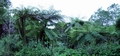 Cyathea cooperi F02.jpg