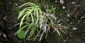 Pteris multifida F01.jpg