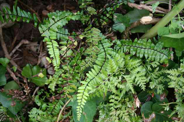 asplenium_azoricum_l01.jpg