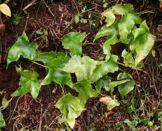 asplenium_hemionitis_l01.jpg