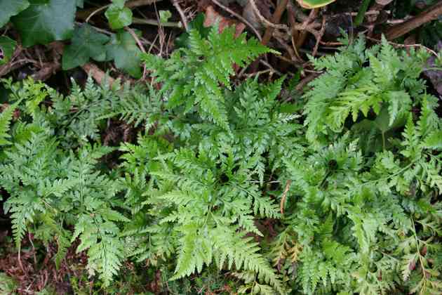 asplenium_onopteris_l01.jpg