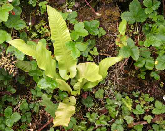 asplenium_scolopendrium_l03.jpg