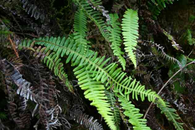 blechnum_spicant_l01.jpg