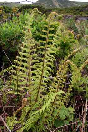 dryopteris_affinis_l01.jpg