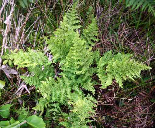 dryopteris_crispifolia_l01.jpg