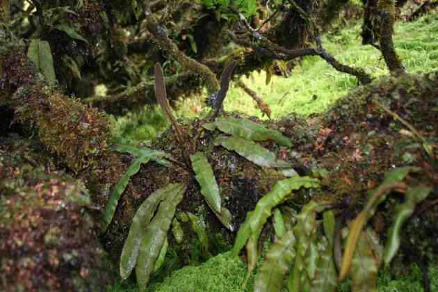 elaphoglossum_semicylindricum_l04.jpg
